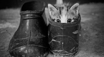 kitten-shoes