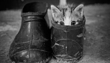 kitten-shoes