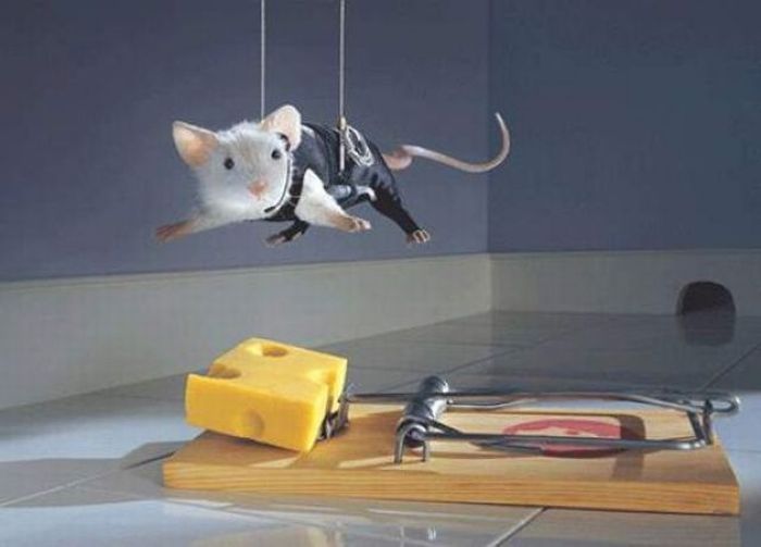 Mouse Gets Stuck in Pasta – 1Funny.com