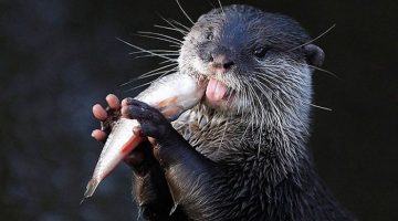 otter-fish