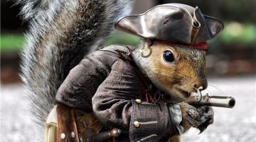 pirate-squirrel