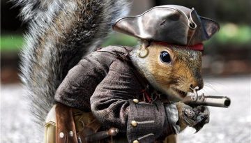 pirate-squirrel