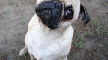 pug-face