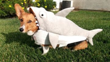 shark-dog