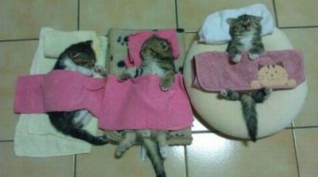 sleeping-kittens