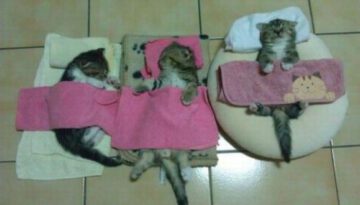 sleeping-kittens