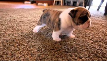 English Bulldog Puppies Learning to Walk