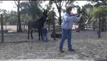 Duet with a Donkey