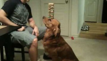 Balancing Dog Treats