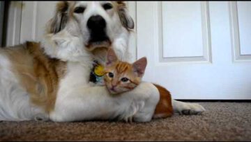 Dog & Kitten