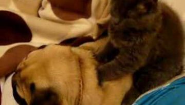 Cat Massages Snoring Dog