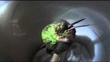 Snoring Hummingbird
