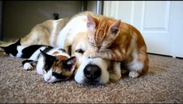 A Dog & Kittens