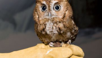 baby-owl