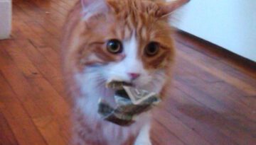 cat-found-money