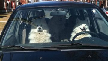 dogs-in-a-car