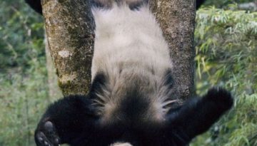 panda-tree