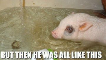 piglet-bath