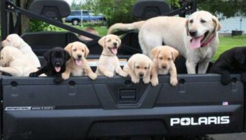 puppy-truck
