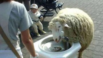 sheep-water
