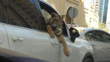 tiger-car-window