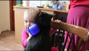 Little Girl Meets a Cat