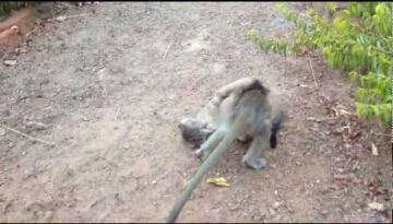 Monkey vs. Cat