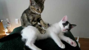 Kitten Massage Therapy