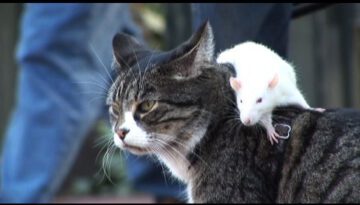 Dog Cat and a Rat