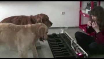 Dogs Playing the Piano