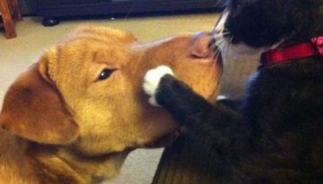cat-kisses-dog