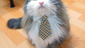 cat-tie