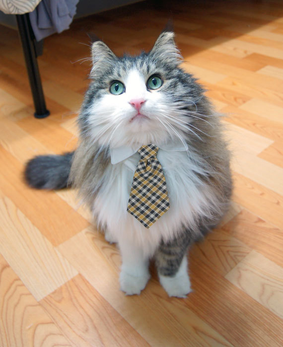 cat-tie.jpg
