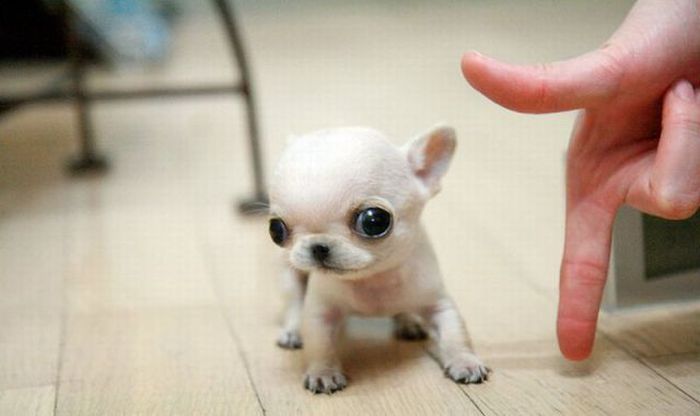 really small puppies