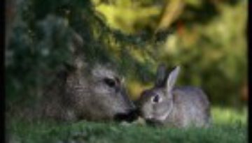 deer-bunny-friendship
