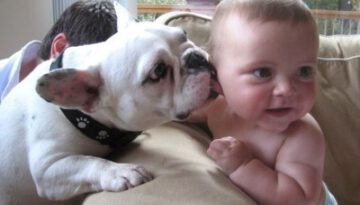 dog-kisses-baby
