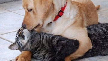dog-kisses-cat