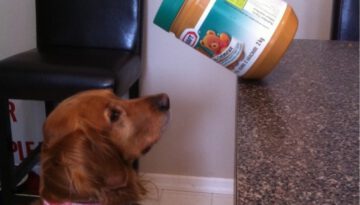 dog-peanut-butter-jar