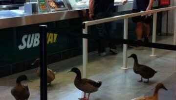 ducks-subway