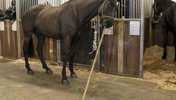 horse-cleans-stable