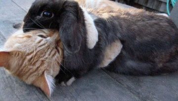 kitten-hugs-bunny
