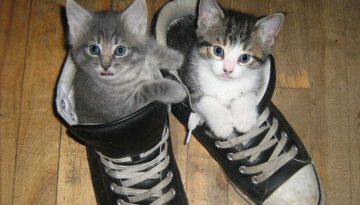 kitten-shoes