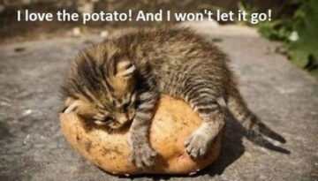 love-potato