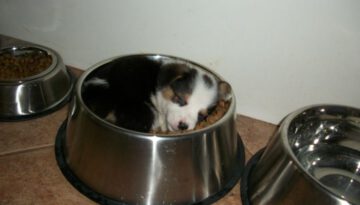 puppy-food-bowl