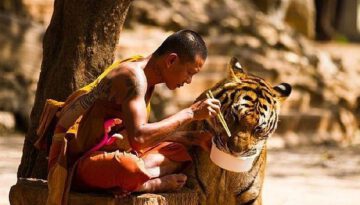 sharing-meal-tiger