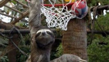 sloth-ball