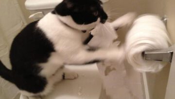 toilet-paper-cat