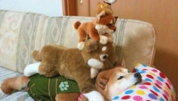 toy-dogs-on-dog