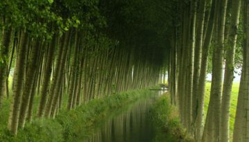 tree-river-tunnel