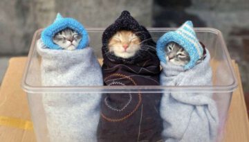 warm-kittens